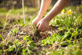 We did not find results for: Why Borax Should Be Used In Your Gardening Routine