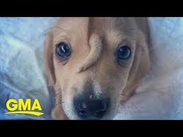 Rescue Puppy Named Narwhal Has A Tail On His Forehead And Is Perfectly Healthy L Gma Digital Youtube Rescue Puppies Puppies Animal Rescue