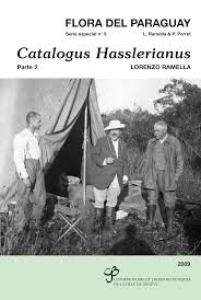 Image result for Rhytachne subgibbosa