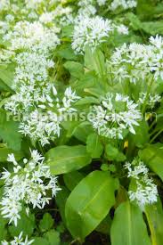 What is the difference between wild garlic and wild onions? Allium Ursinum Wild Garlic Buy Seeds At Rarepalmseeds Com