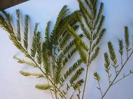 Image result for Albizia niopoides