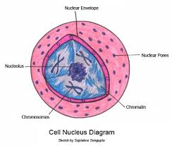Cell Nucleus Cell Organelles Human Cell Diagram Cell Structure