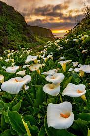 Sunset At Calla Lily Valley Lilly Plants Calla Lily Beautiful Scenery Pictures