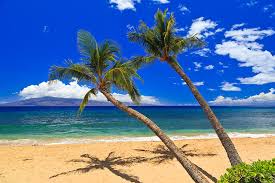 40+ palm tree png images for your graphic design, presentations, web design and other projects. 2 Palm Trees On A Sunny Day At A Beautiful Sandy Beach Photograph By Nature Photographer