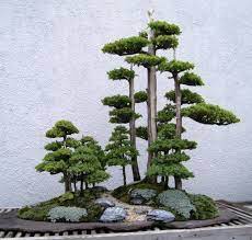 How To Take Care Of A Bonsai Tree Juniper Bonsai Bonsai Forest Bonsai Tree Care