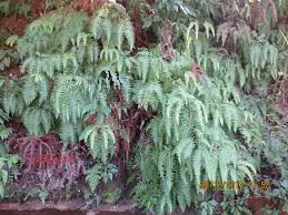 Image result for Dicranopteris elegantula