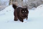 8 Black Cat Breeds - Pet Central by Chewy