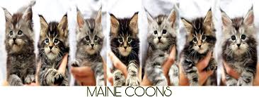 The price of kittens, the age of the kitten to move to another country, the price of delivery answers to frequently asked questions about the sale of maine coon kittens. Invicta Maine Coons 310 Photos Pet Breeder 123 Giant Cat Lane Rochester Mn 55901