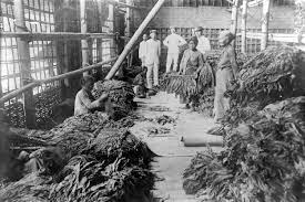 Dia terlibat mengirimkan romusha ke bayah, wilayah banten selatan, dan membawa 300 romusha yang sakit dan mati selama mengikuti kerja paksa. Soal Uas Sejarah Indonesia Kolonialisme Pemerintah Belanda Halaman All Kompas Com