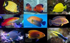 Top 10 Classic Hawaiian Aquarium Fish Reef Builders The Reef And Saltwater Aquarium Blog