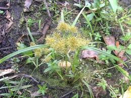 Image result for Cyperus obtusiflorus