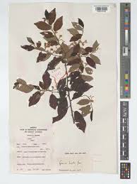 Image result for Grewia trichocarpa