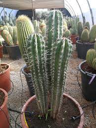 Well you're in luck, because here they come. Pachycereus Pecten Aboriginum Cacti Hairbrush Cactus Palm Trees For Sale Cactus Plants Plants