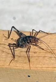 Camel crickets, do not harm humans directly because they don't bite and neither do they carry diseases. Spider Crickets The Bugs You Don T Want In Your House This Fall Albuquerque Journal