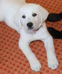 White English Labrador Puppy Retriever Puppy Labrador Retriever Puppies White Lab Puppies