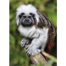 Let S Save The Cotton Top Tamarin And Its Environment This Specie Is Native From Colombia And It S In Danger Of E Animals Endangered Animals Animals Beautiful