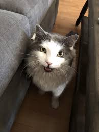 Ben The Neediest Cats Animals