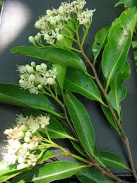 Image result for Maranthes