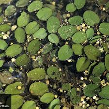Molesta is a sterile pentaploid hybrid fern that forms spore sacs containing abortive spores due to. Center For Aquatic And Invasive Plants University Of Florida Ifas