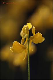 Image result for Volusia resupinata