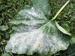 powdery mildew ile ilgili görsel sonucu