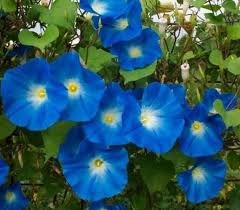 Blue Morning Glory So Pretty And Even Prettier When Planted With A Cardinal Climber Vine Morning Glory Flowers Morning Glory Seeds Blue Morning Glory
