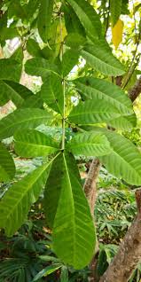 Image result for Rauvolfia vomitoria