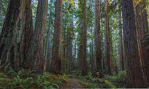 Jenis flora amerika serikat bagian utara banyak tumbuh pohon pinus, bagian tengah,selatan dan barat padang rumput yang sangat luas. Flora Dan Fauna Dari Karakteristik Utama Amerika Serikat Biologi Thpanorama Jadikan Diri Anda Lebih Baik Hari Ini