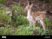 Young venison hi-res stock photography and images - Alamy