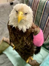 4 bald eagles found in Virginia recovering from lead poisoning