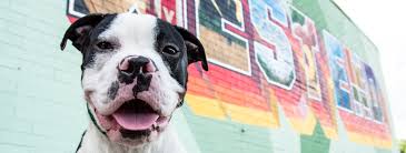 Aaa partners in adoption, inc. Shelter Statistics Lifeline Animal Project Our Stats