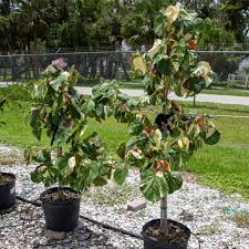Image result for Hibiscus mechowii