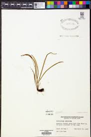 Image result for Grammitis cryptophlebia