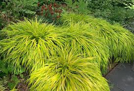 Image result for Hackelochloa