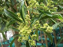 Image result for Xyris natalensis