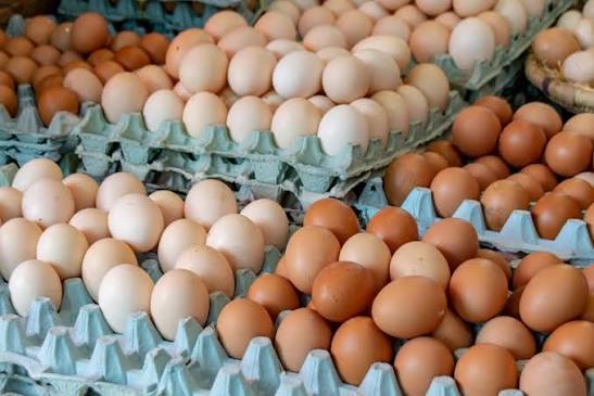 حقائق مثيرة للاهتمام حول البيض | Wikifarmer