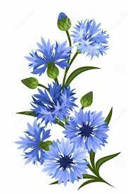 Cornflowers Watercolor Flowers Flower Painting Flower Drawing
