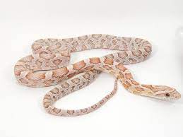 Strawberry Anery Corn Snake Corn Snake Snake Coral Snake