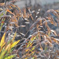 Image result for Chasmanthium