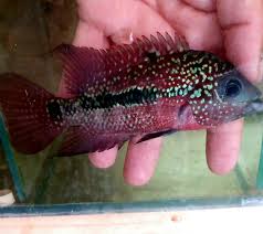 Flowerhorn King Kamfa Female Super Red Top Grade Fish For Sale Cichlid Fish Parrot Fish