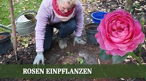 Für den garten lässt sich die pracht von rosen noch länger halten und bestens mit anderen blühpflanzen kombinieren.rosen lassen sich sehr unterschiedlich pflegen, dazu wird man. Rosen Im Garten Uber 900 Bunte Duftende Rosensorten Online Kaufen
