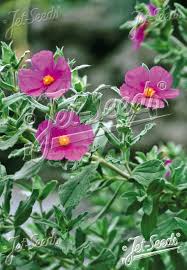 Image result for Cissus guerkeana