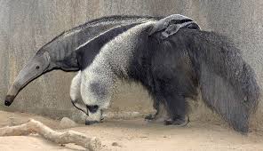 Image result for anteater mom and baby