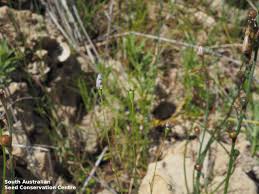 Image result for Wahlenbergia subaphylla