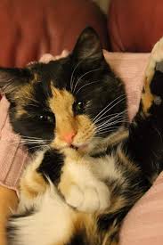 Kiz Kedi Yavru Yavru Kediler Kedi Kizlar
