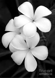 Three Plumeria Flowers In Black And White By Sabrina L Ryan In 2020 Plumeria Flowers Black And White Flowers Plumaria Flower