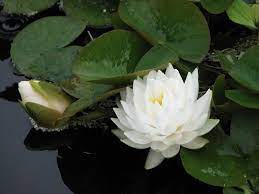 Lotus Wallpaper Beautiful Flowers Pretty Flowers