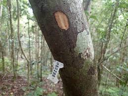 Image result for Huberantha