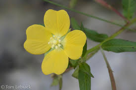 Image result for Ludwigia octovalvis