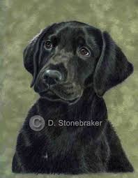 Labrador Art Black Labs Labrador Art Labs Art Dog Art